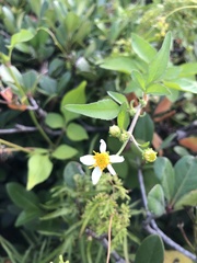 Bidens alba