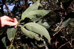 Eucalyptus saligna
