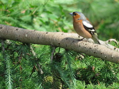 Fringilla coelebs