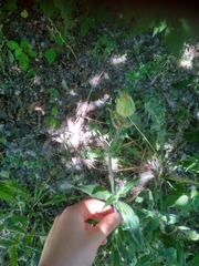 Silene latifolia alba
