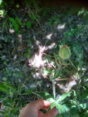 Silene latifolia alba