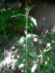 Silene latifolia alba