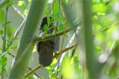 Helopsaltes amnicola