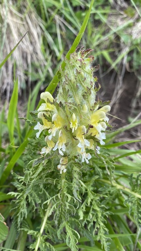 Pedicularis condensata