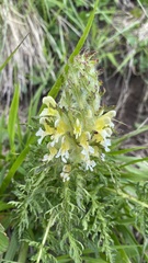 Pedicularis condensata