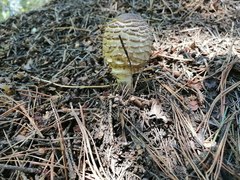 Green-spored parasol (Chlorophyllum olivieri)