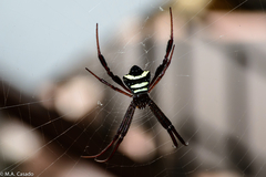 Argiope reinwardti