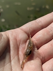 Palaemon antennarius