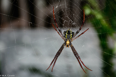 Argiope reinwardti