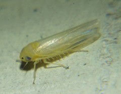 Dalbulus elimatus