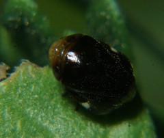 Penthimia americana