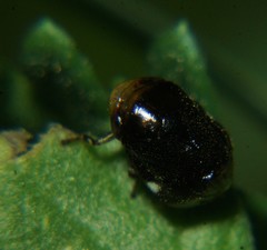 Penthimia americana