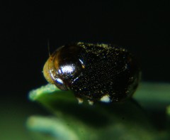 Penthimia americana
