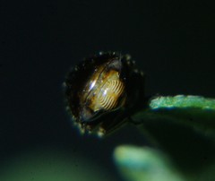 Penthimia americana