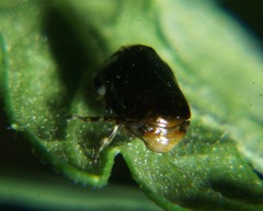 Penthimia americana