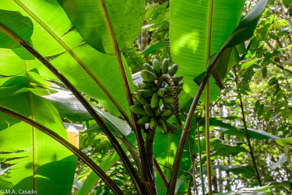 Musa monticola