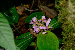 Phyllagathis