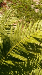 Matteuccia struthiopteris