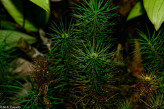 Dawsonia