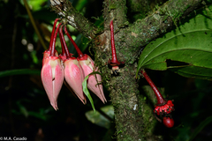 Goniothalamus roseus