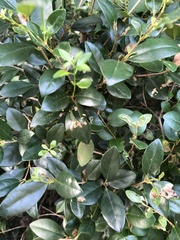 Ficus microcarpa