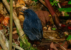 Bornean Shortwing photo 2