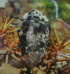 Capnodis cariosa