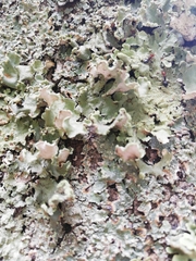 Parmotrema hypoleucinum