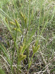 Carex punctata