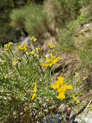 Genista radiata