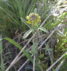 Alyssum desertorum