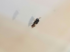 Cratomus megacephalus