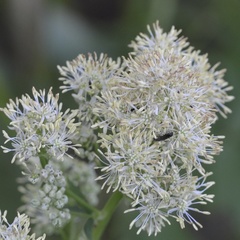 Thalictrum lucidum