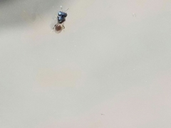 Cratomus megacephalus