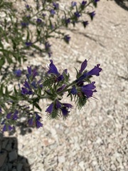 Echium vulgare pustulatum