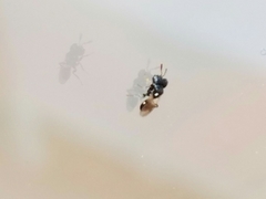 Cratomus megacephalus