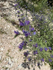 Echium vulgare pustulatum
