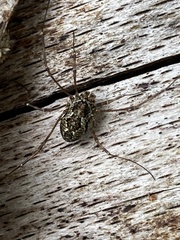 Megabunus diadema