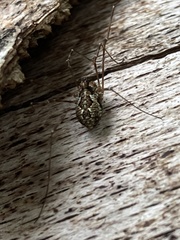 Megabunus diadema