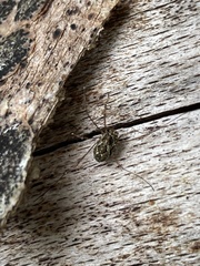 Megabunus diadema