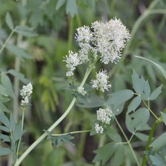 Thalictrum lucidum