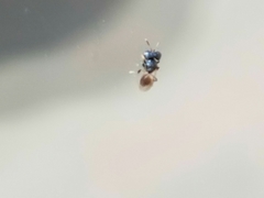 Cratomus megacephalus