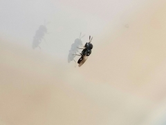 Cratomus megacephalus