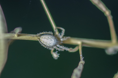 Larinia lineata