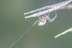 Larinia lineata