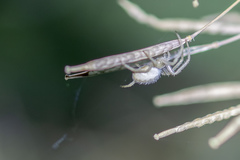 Larinia lineata
