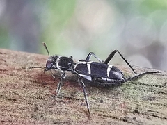Clerinae