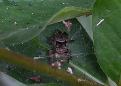 Carrhotus viduus