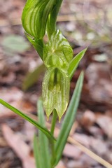 Pterostylis smaragdyna