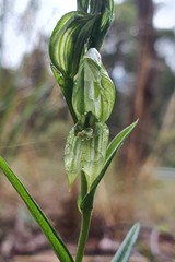 Pterostylis smaragdyna